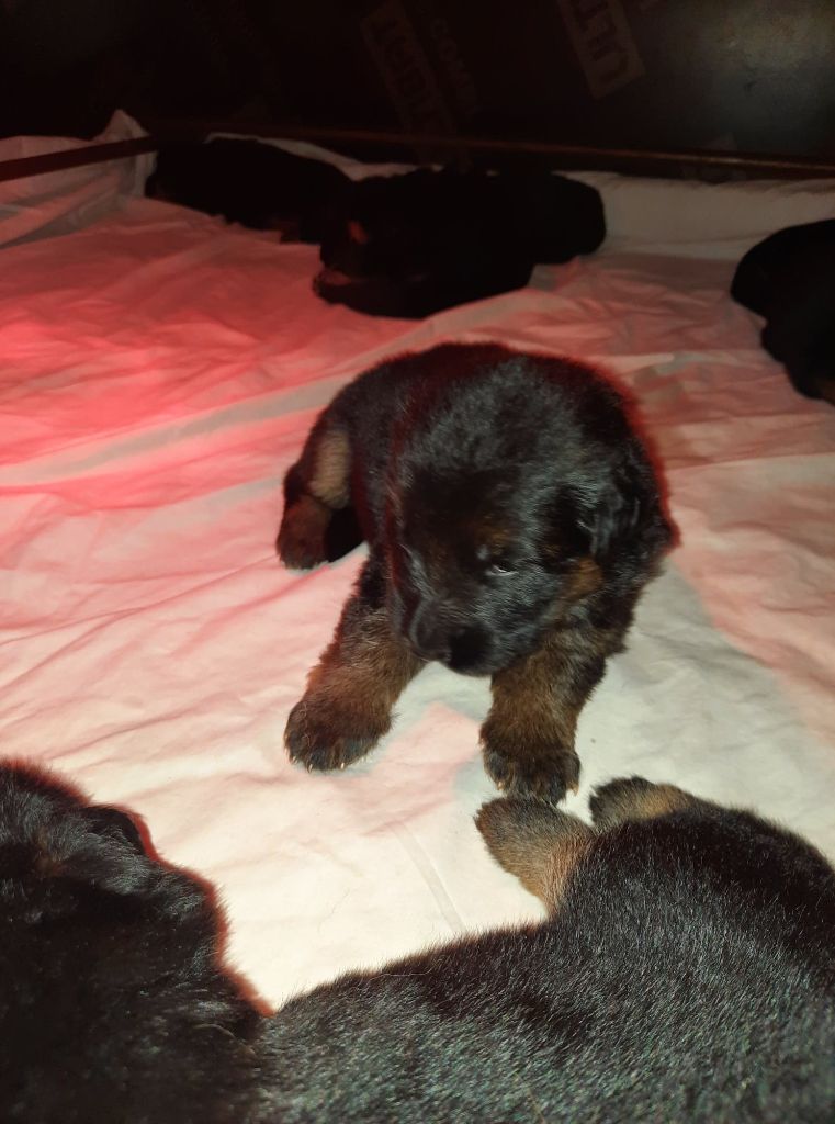 Du Domaine De Doriajo - Chiot disponible  - Berger Allemand