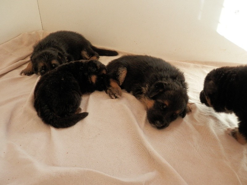 sagane attend des bebes