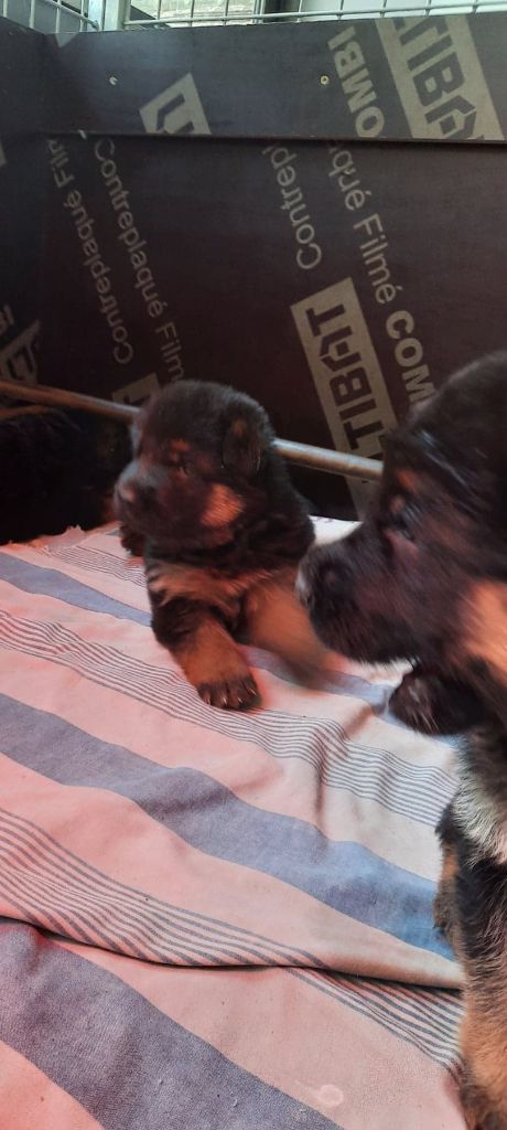 Du Domaine De Doriajo - Chiots disponibles - Berger Allemand